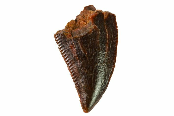 Serrated, Raptor Tooth - Real Dinosaur Tooth #163847